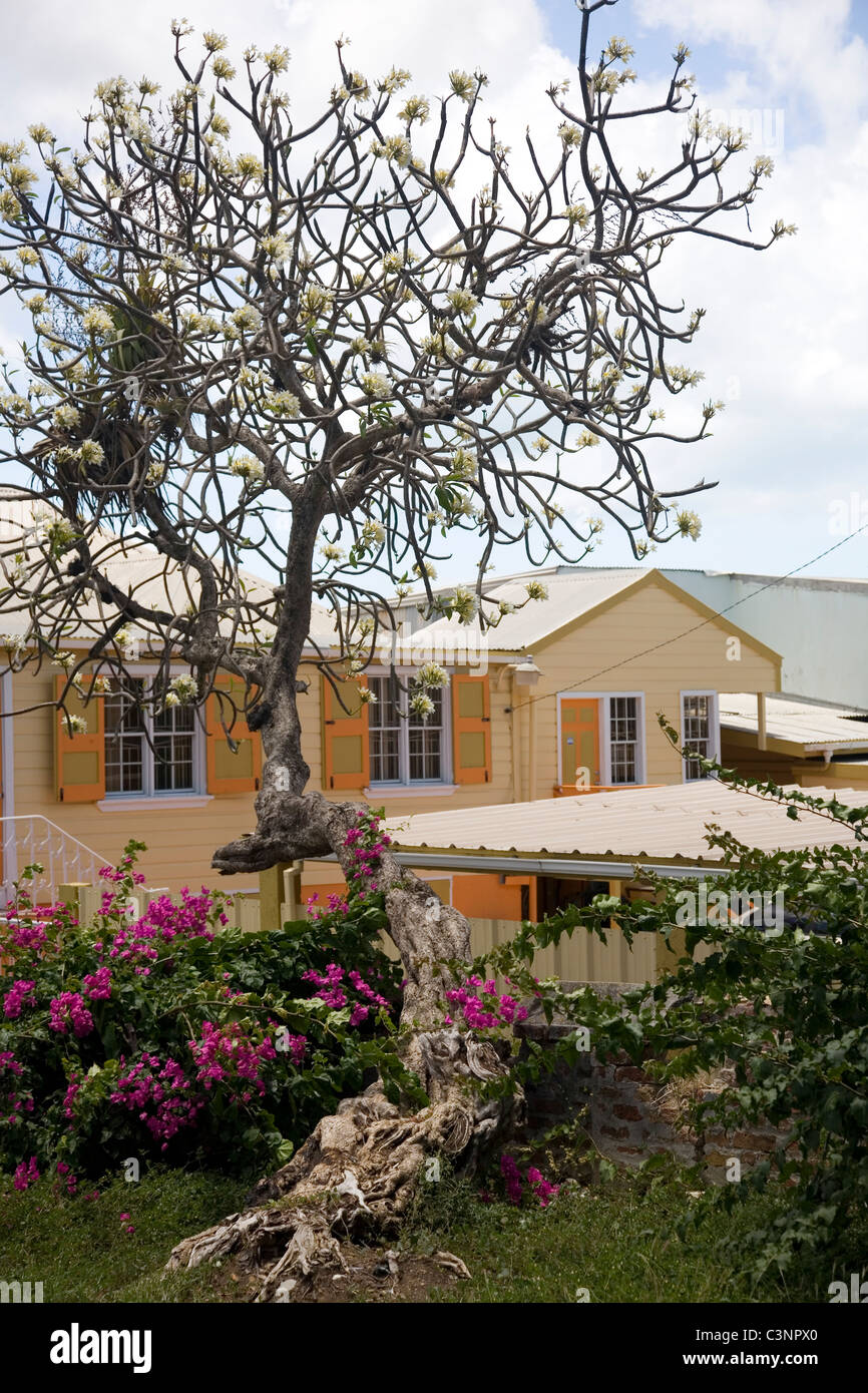 House with Plumeria Tree in St Johns Antigua Stock Photo Alamy