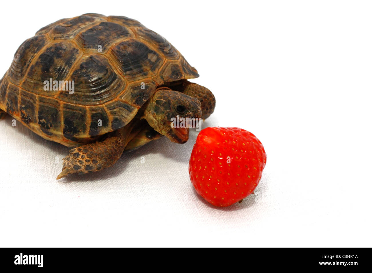 Russian tortoise eats juicy strawberry on white background Stock Photo
