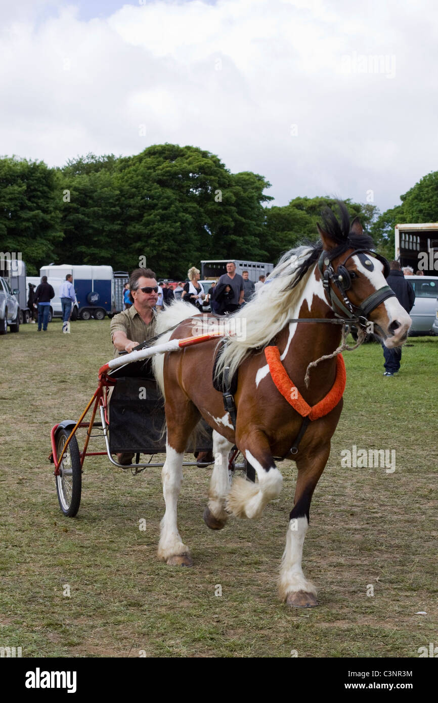 Horses at Stow Horse Fair Cotswolds England Stock Photo Alamy
