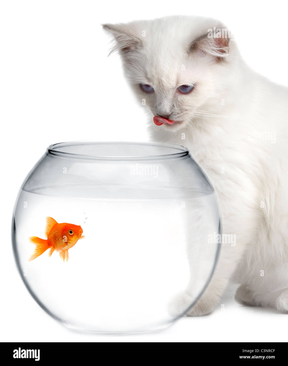 cat and a gold fish Stock Photo