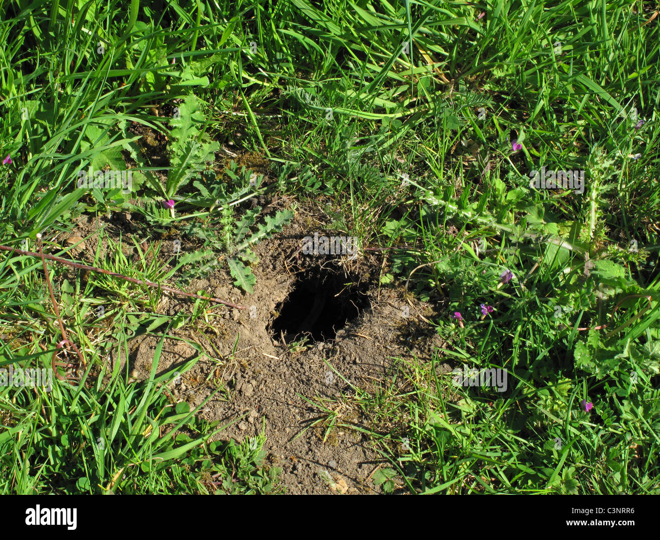 Water vole burrow Stock Photo