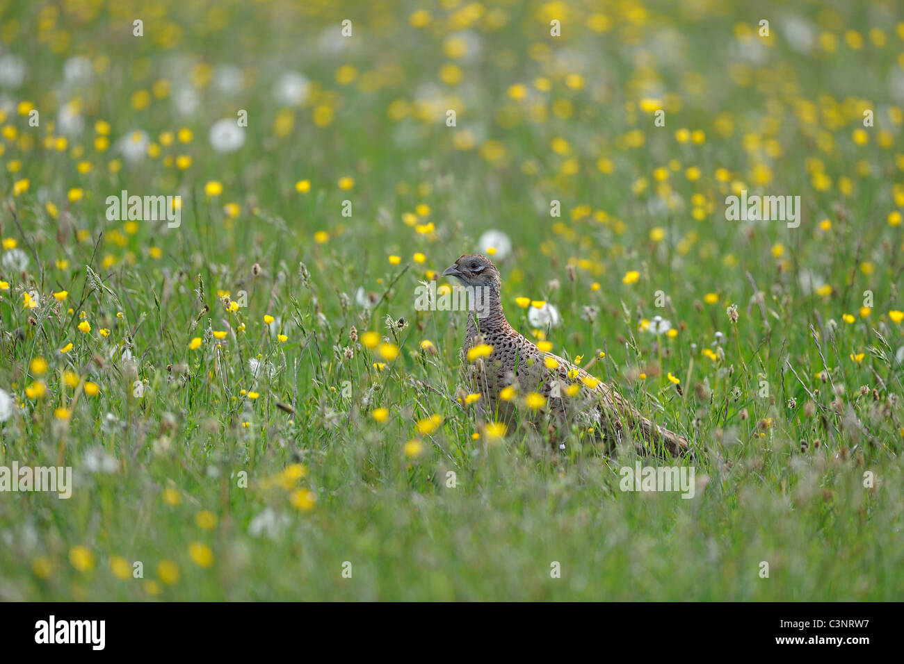 Common pheasant - Ring-necked pheasant (Phasianus colchicus) female standing in a flowering meadow at spring Stock Photo