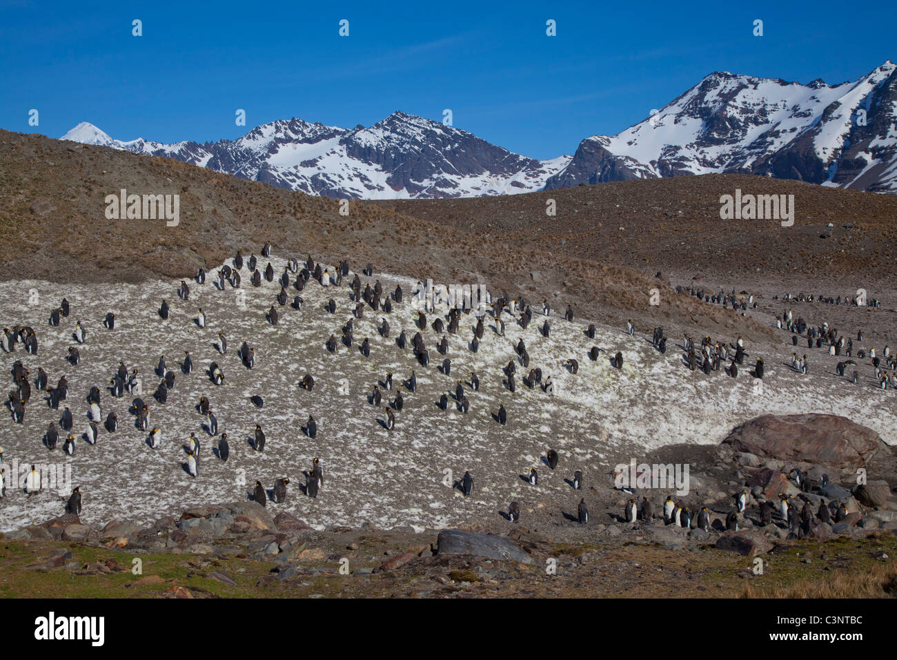 King penguins on a patch of ice at St Andrews Bay, South Georgia Island Stock Photo