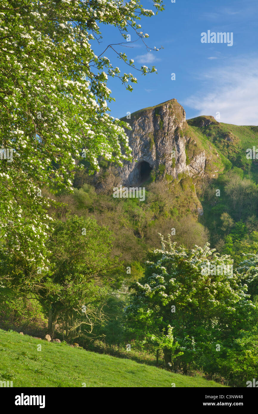 Thor's Cave with hawthorn trees in blossom, Manifold Valley, Staffordshire Moorlands, Peak District National Park, England UK Stock Photo