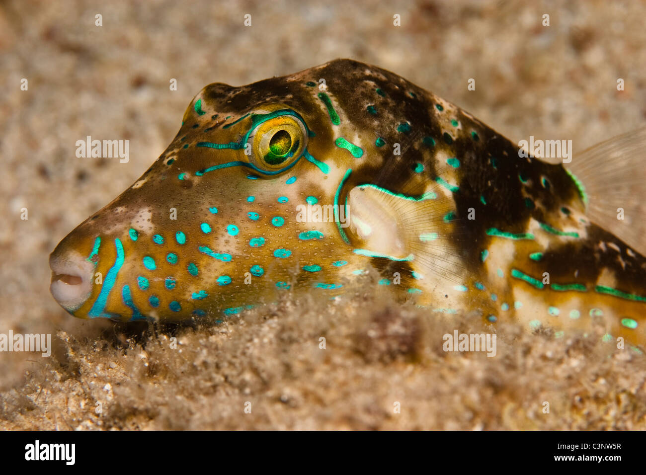 Jewel pufferfish (Canthigaster solandri aka Spotted sharpnose) resting on a the sea bed. Stock Photo