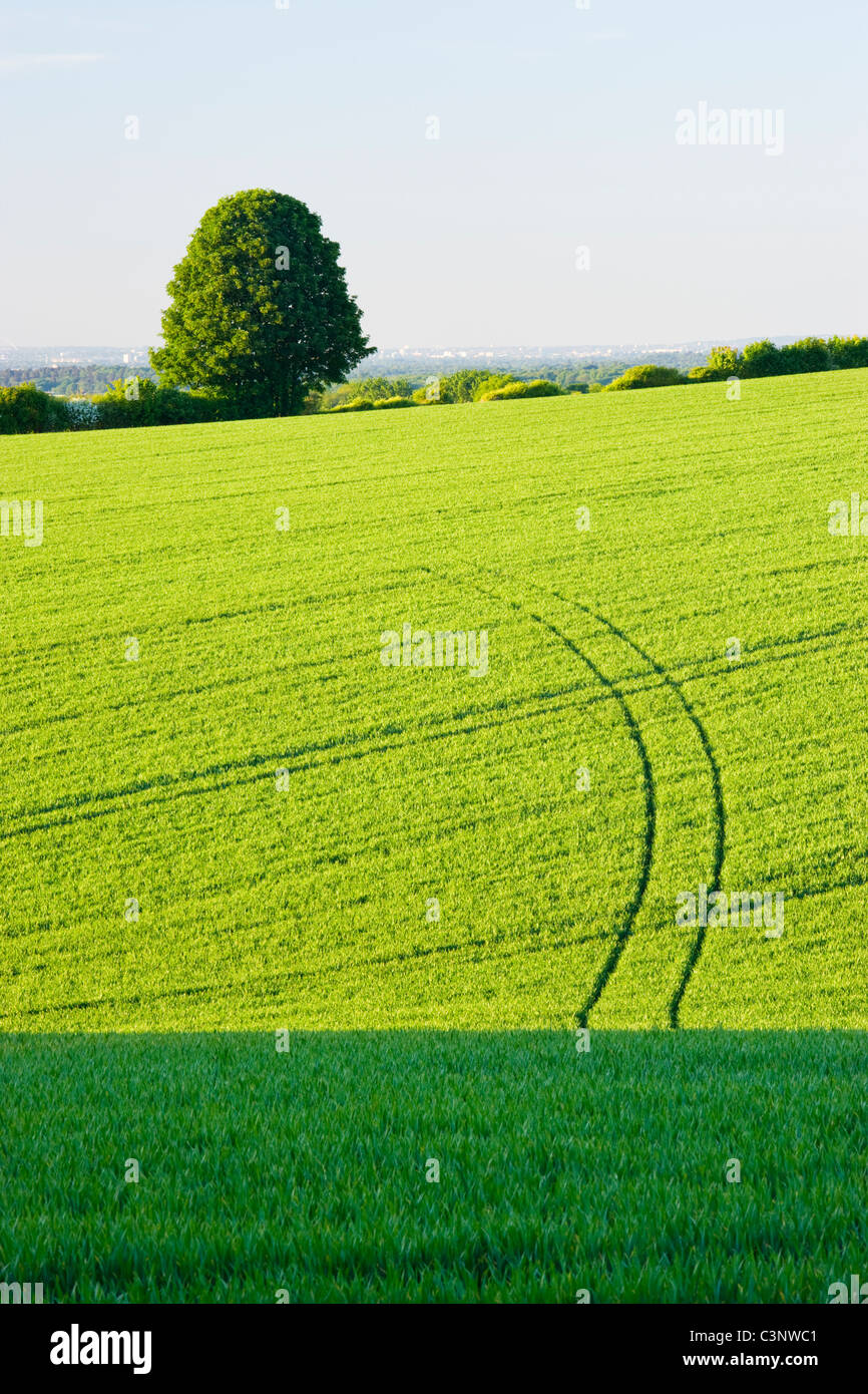 Field with crop in spring. Surrey, UK Stock Photo