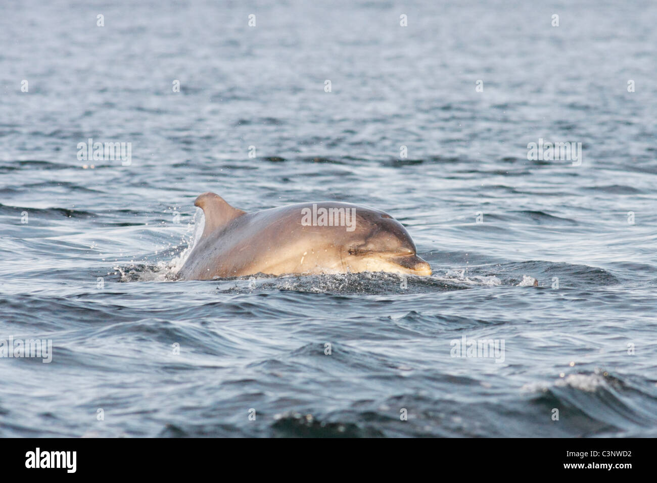 Bottlenose Dolphin (Tursiops truncatus), Chanonry Point, Moray Firth, Scotland, UK Stock Photo