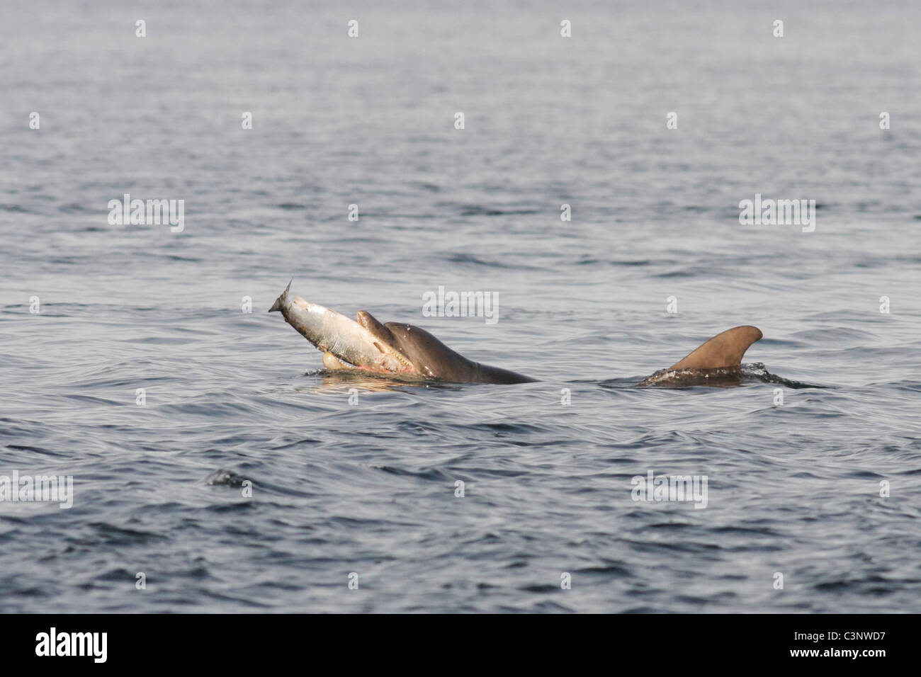 Bottlenose dolphin (Tursiops truncatus) eating a fish (salmon , Salmo salar), Moray Firth, Highlands, Scotland UK Stock Photo