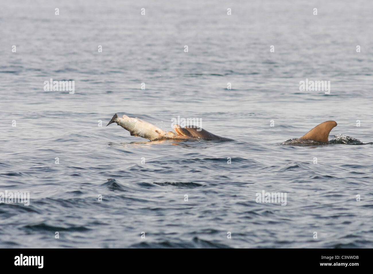 Bottlenose dolphin (Tursiops truncatus) eating a fish (salmon , Salmo salar), Moray Firth, Highlands, Scotland UK Stock Photo