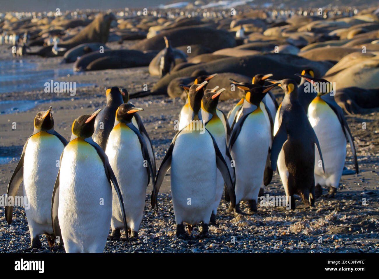 king-penguins-on-the-beach-at-st-andrews-bay-south-georgia-island