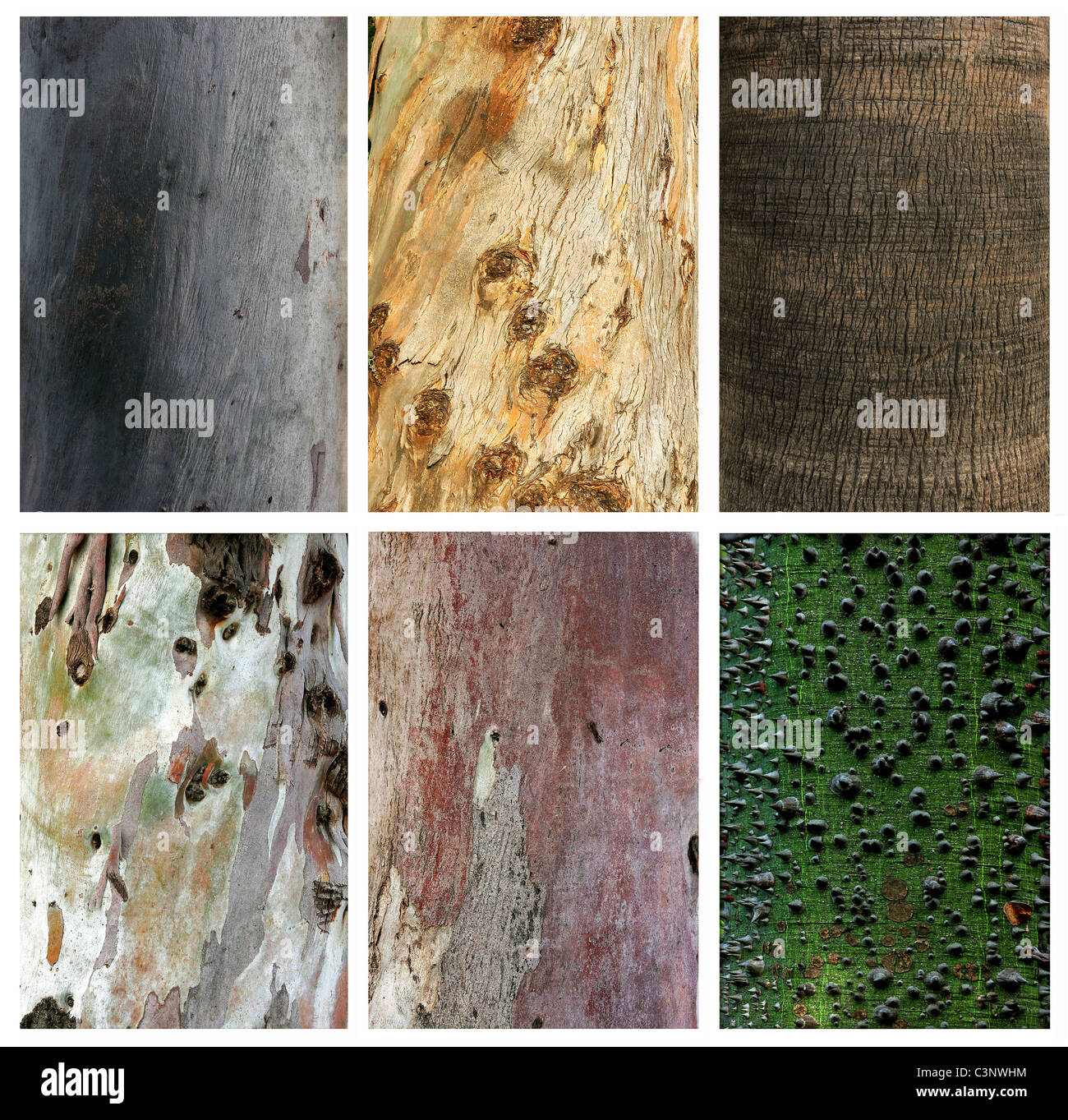 Photo collage of exotic wood trunks and textures Stock Photo - Alamy