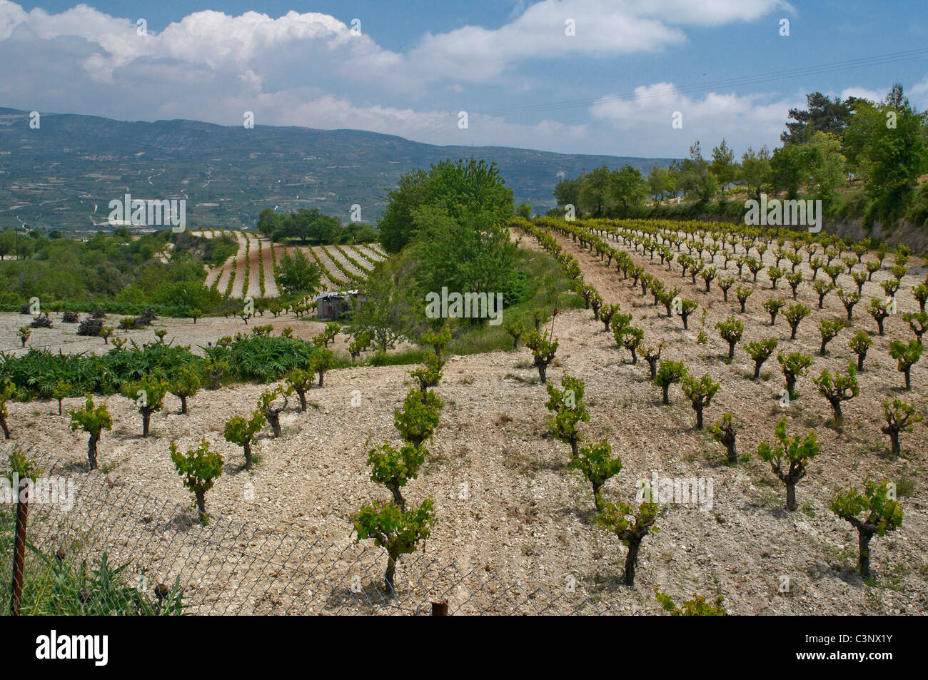 An immaculate vineyard of Cabinet vines in the wine growing region of the Troodos Mountains Stock Photo