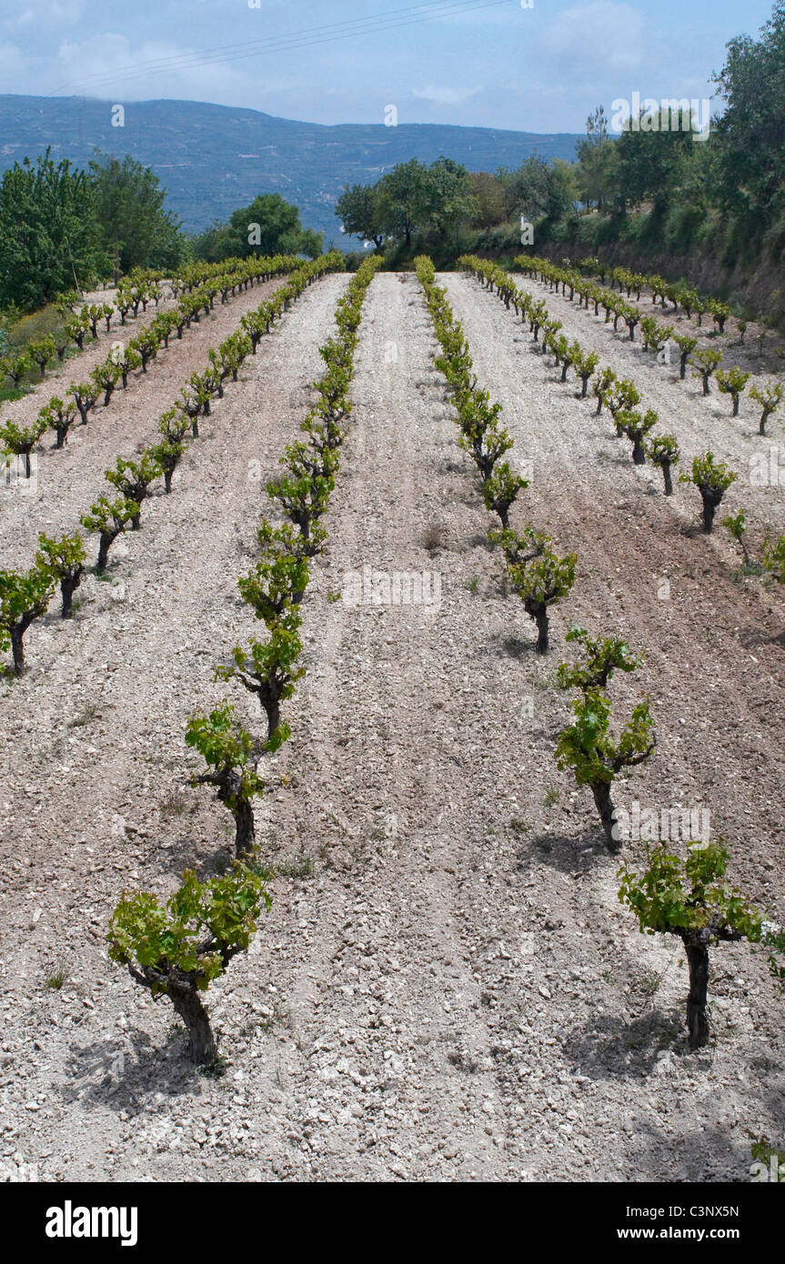 An immaculate vineyard of Cabinet vines in the wine growing region of the Troodos Mountains Stock Photo
