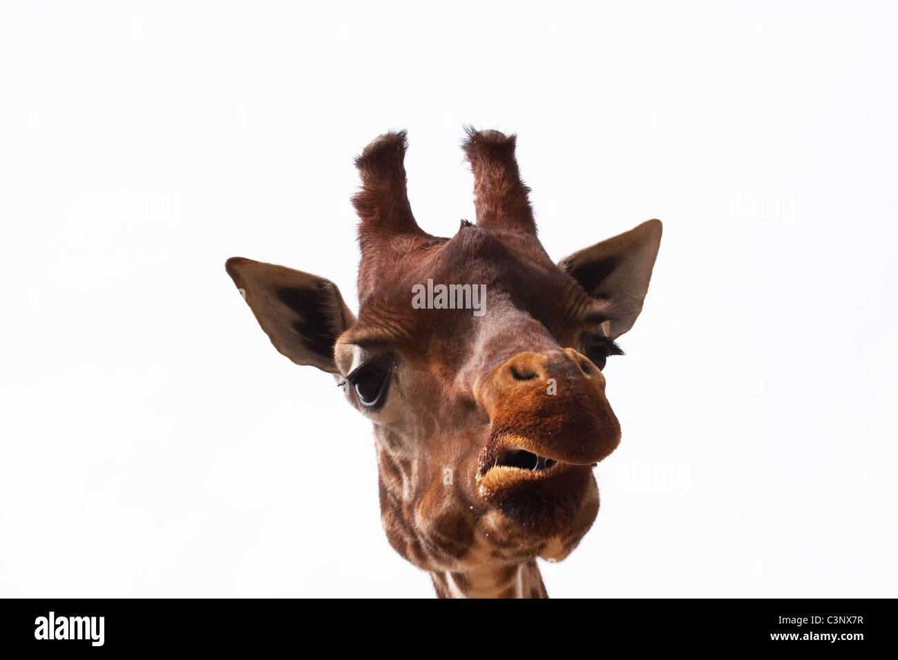Giraffe head with funny expression Stock Photo