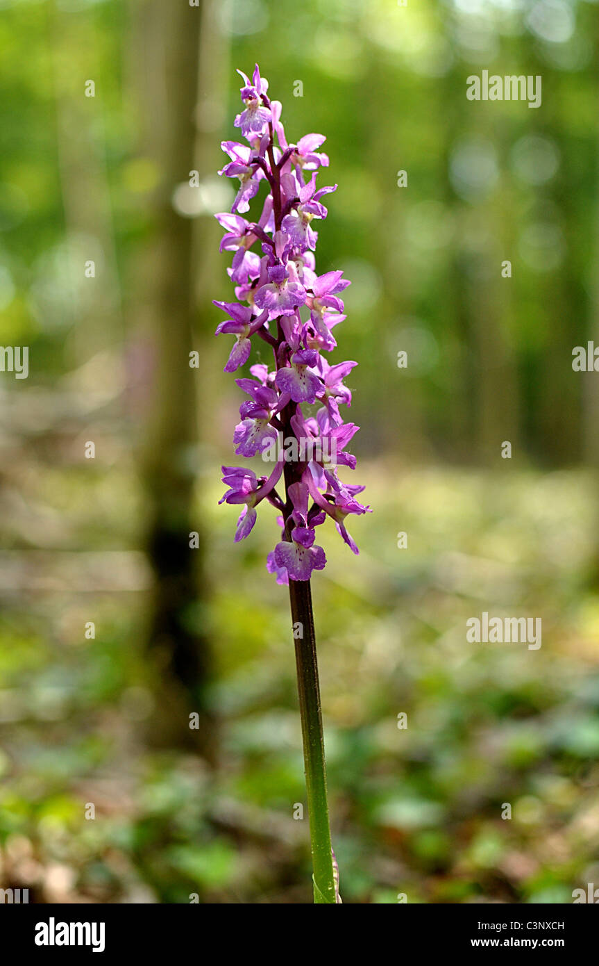 Orchis mascula,  Early Purple Orchid, male orchis , Eurasian orchid with showy pink or purple flowers in a loose spike. Stock Photo