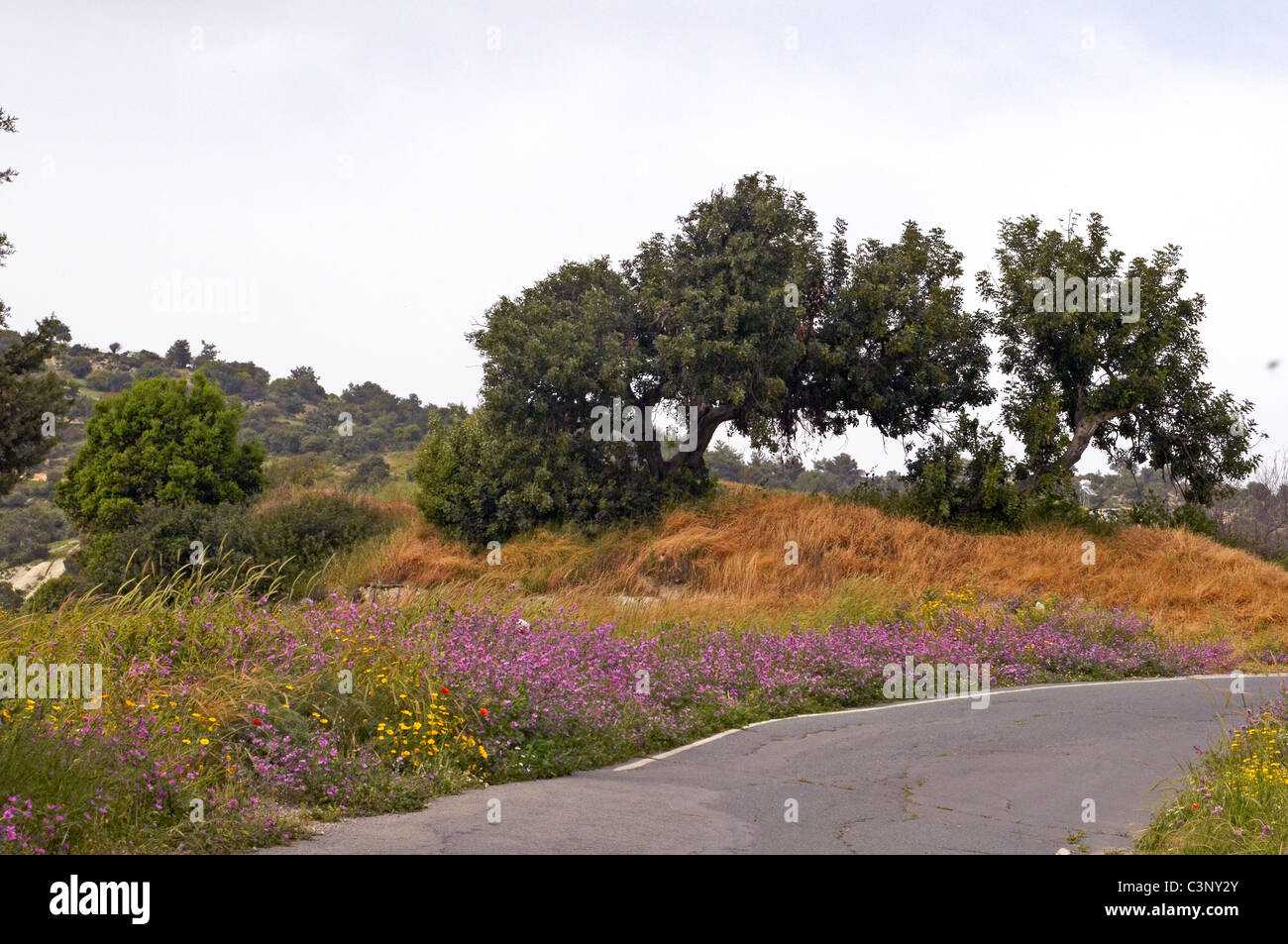 The roadsides of the Troodos Mountains are lined with colourful wild flowers in spring Stock Photo