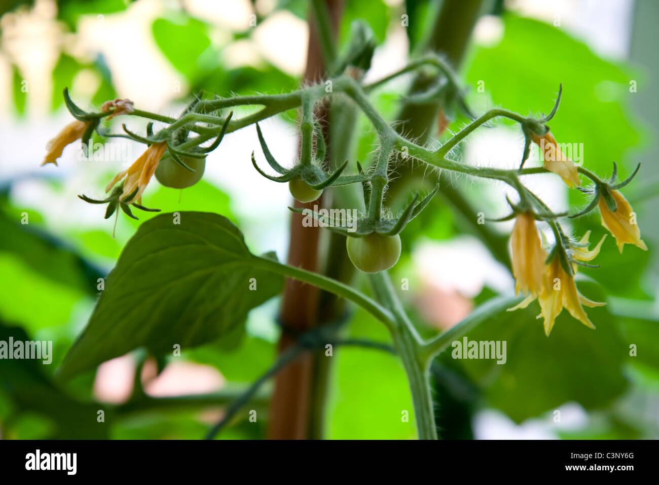 Home grown tomato plants Stock Photo Alamy