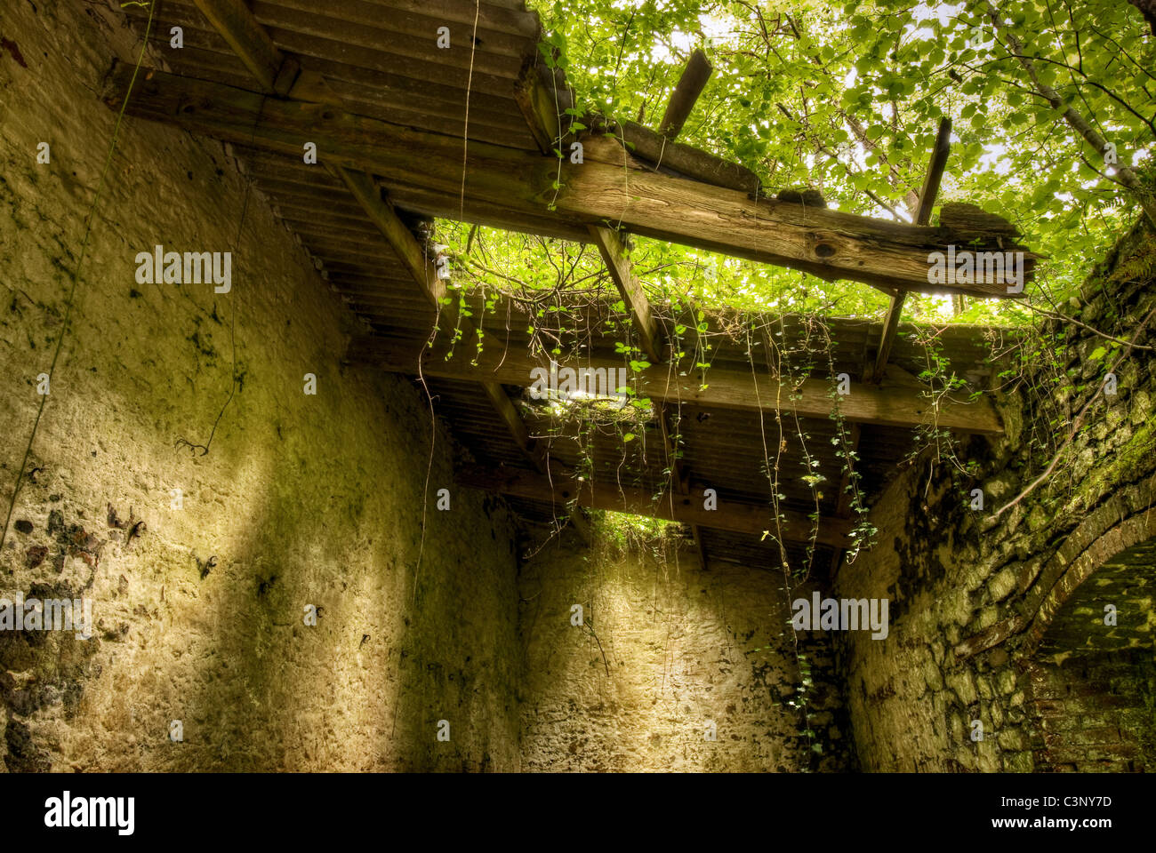 Derelict and overgrown timber roof at the old Fussells iron works at Mells, Somerset, uk taken in summer Stock Photo
