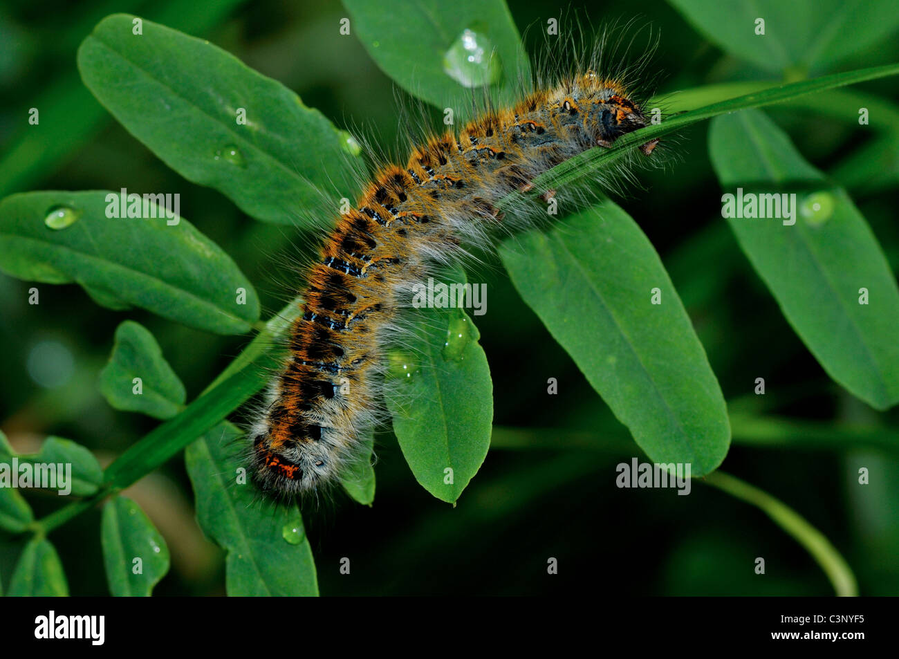 Yellow tail - moth caterpillar Stock Photo