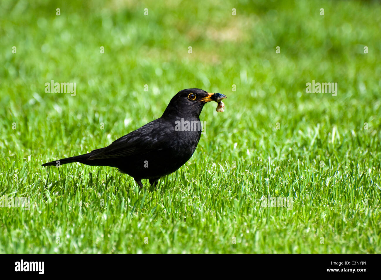 Adult male blackbird feeding on mollusc in green grass taken in Bristol, England, uk Stock Photo