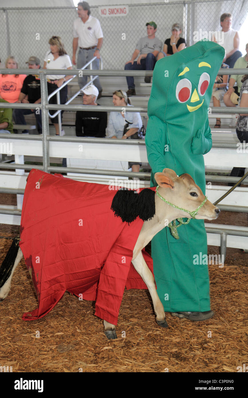 Plant City Florida,Florida Strawberry Festival,event,FFA,Future Farmers of America,student students education pupil pupils,arena,Jersey,cow,costume co Stock Photo