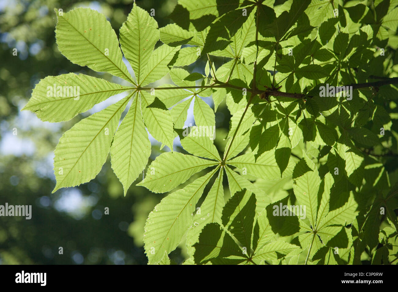 Chestnut horse backlit hi-res stock photography and images - Alamy