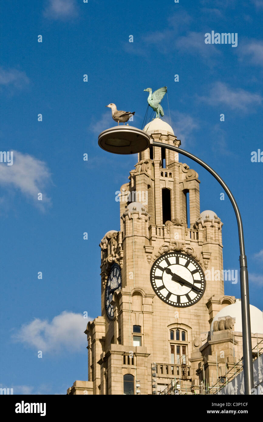 A Seagull on a lamp post next to the Liver Building. Stock Photo