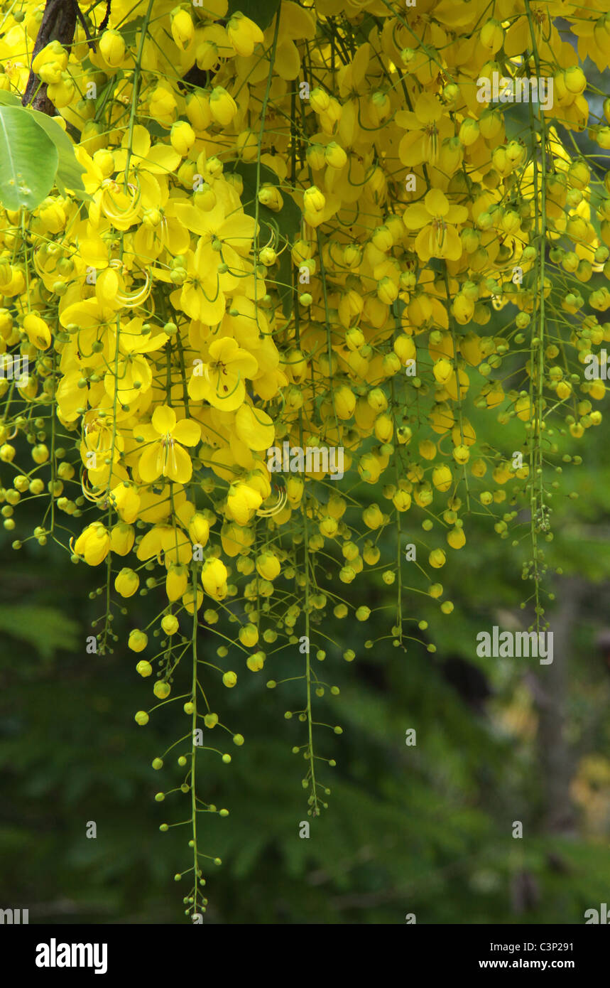 Bright yellow flowers Stock Photo