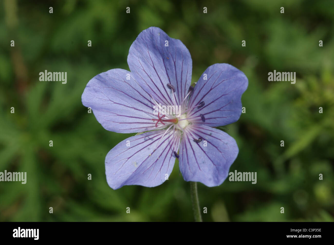 Geranium 'Blue Cloud' Stock Photo