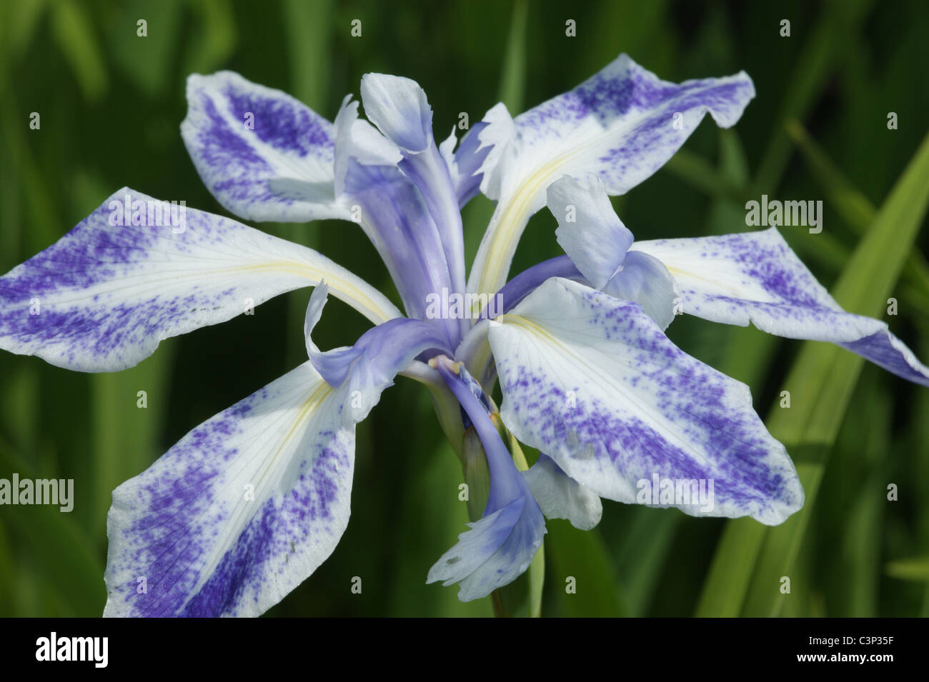 Iris ensata Stock Photo