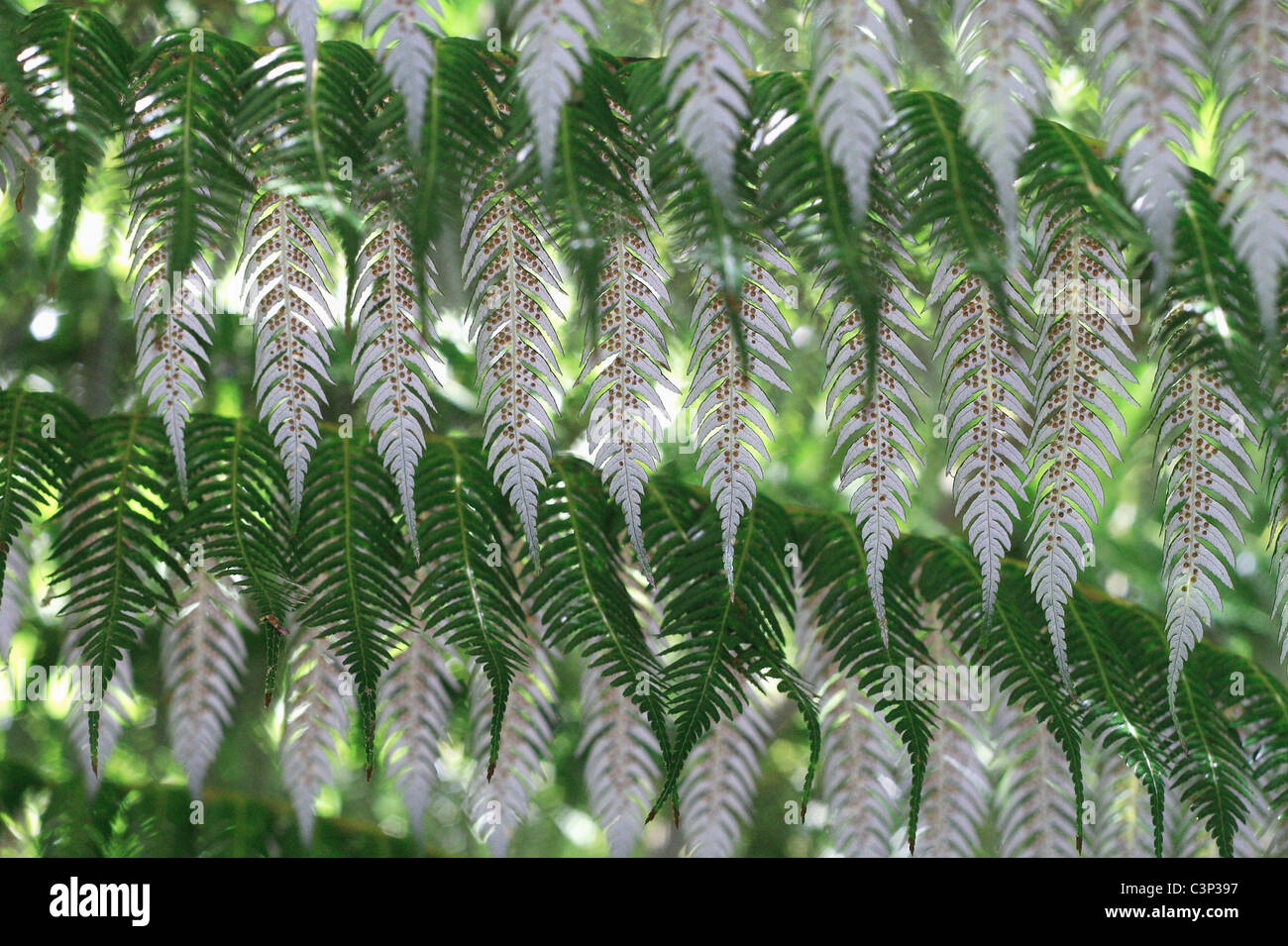 Silver Fern foliage Cyathea dealbata Silver Tree Fern Stock Photo Alamy