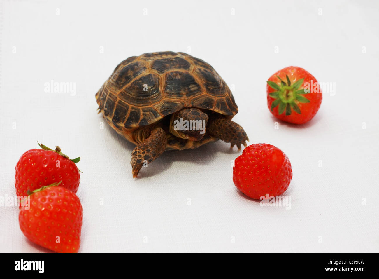 Russian tortoise and a few bright strawberry on white Stock Photo