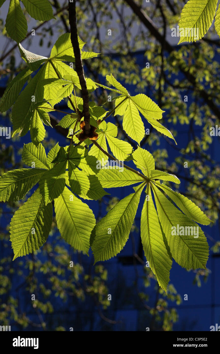 Chestnut leaves Stock Photo