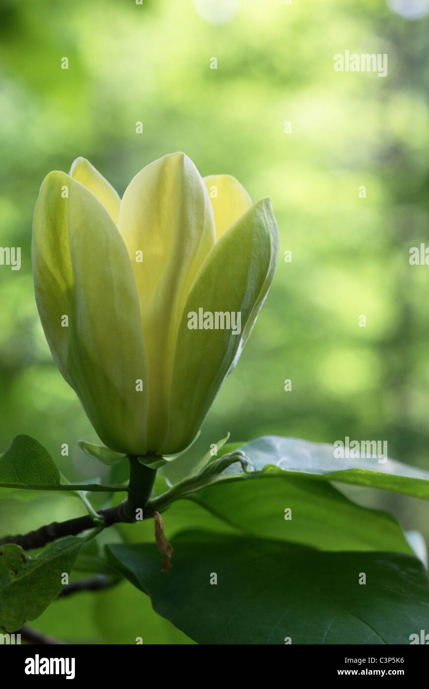 Yellow magnolia hi-res stock photography and images - Alamy