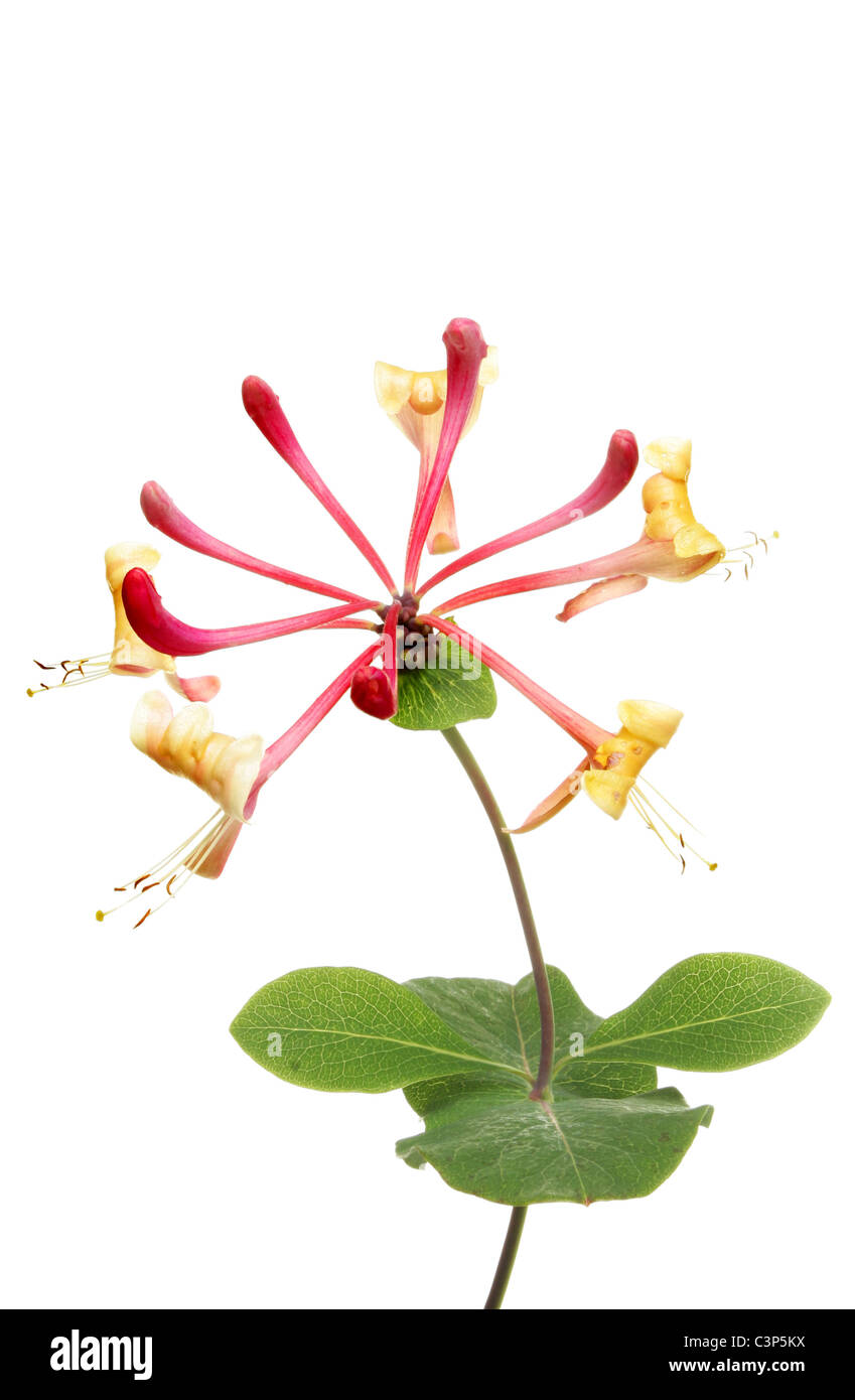 Honeysuckle flower and leaves isolated against white Stock Photo - Alamy