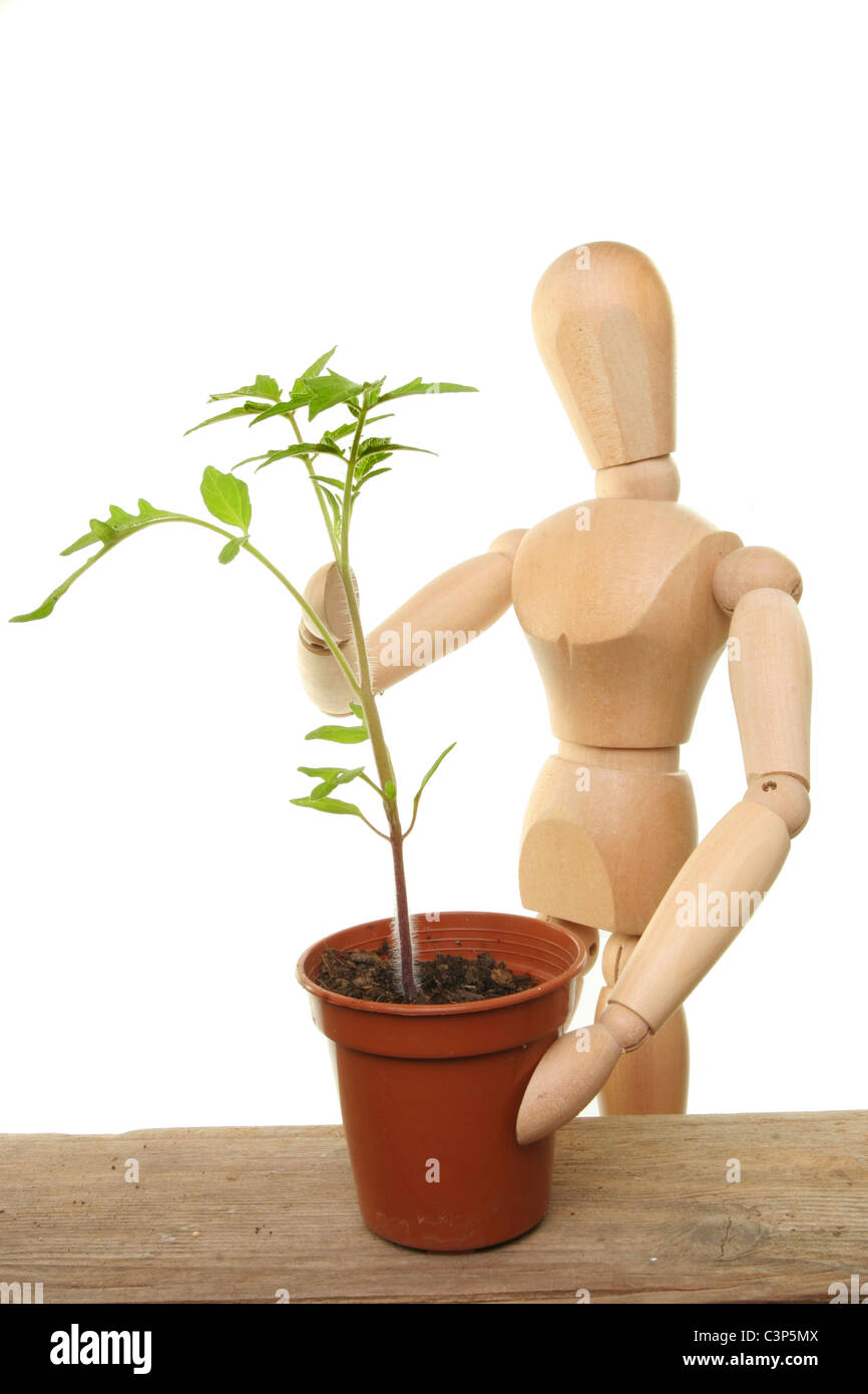 Artists wooden manikin tending a tomato seedling on a potting bench Stock Photo