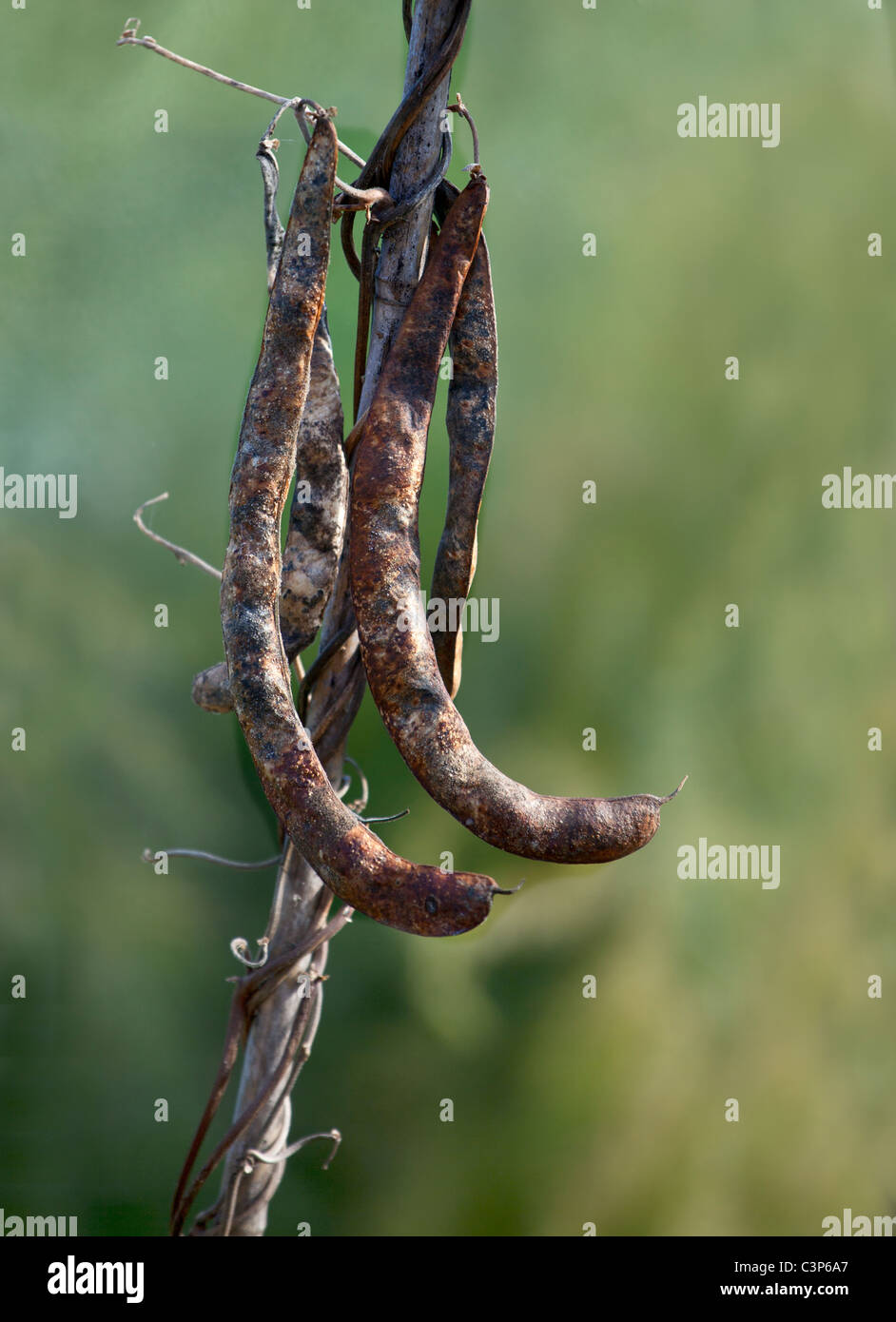 Runner Bean pods left to dry Stock Photo Alamy