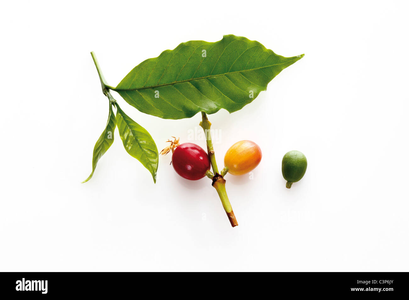 Coffee beans and leaves, elevated view Stock Photo Alamy