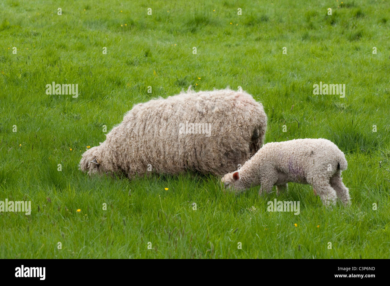 Heads down Cotswold ( Lion ) ewe / sheep and lamb grazing in long