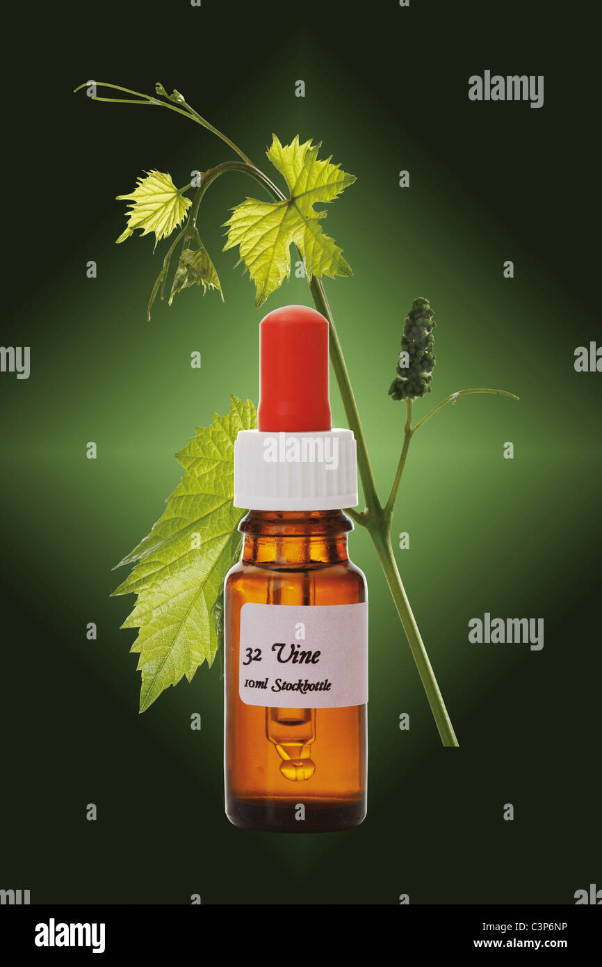 Bottle with Bach Flower Stock Remedy, Vine (Vitis vinifera), closeup Stock Photo Alamy