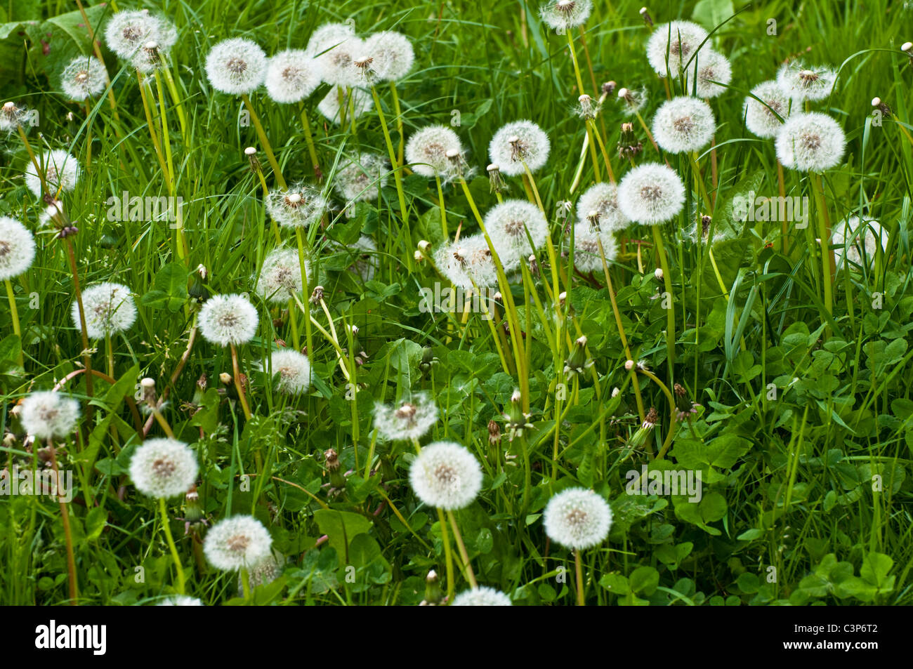 Dandelions - seed heads growing in grass in a field / meadow. UK. Stock Photo