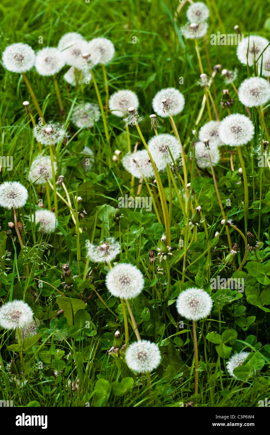 Dandelion seed heads. UK. Stock Photo