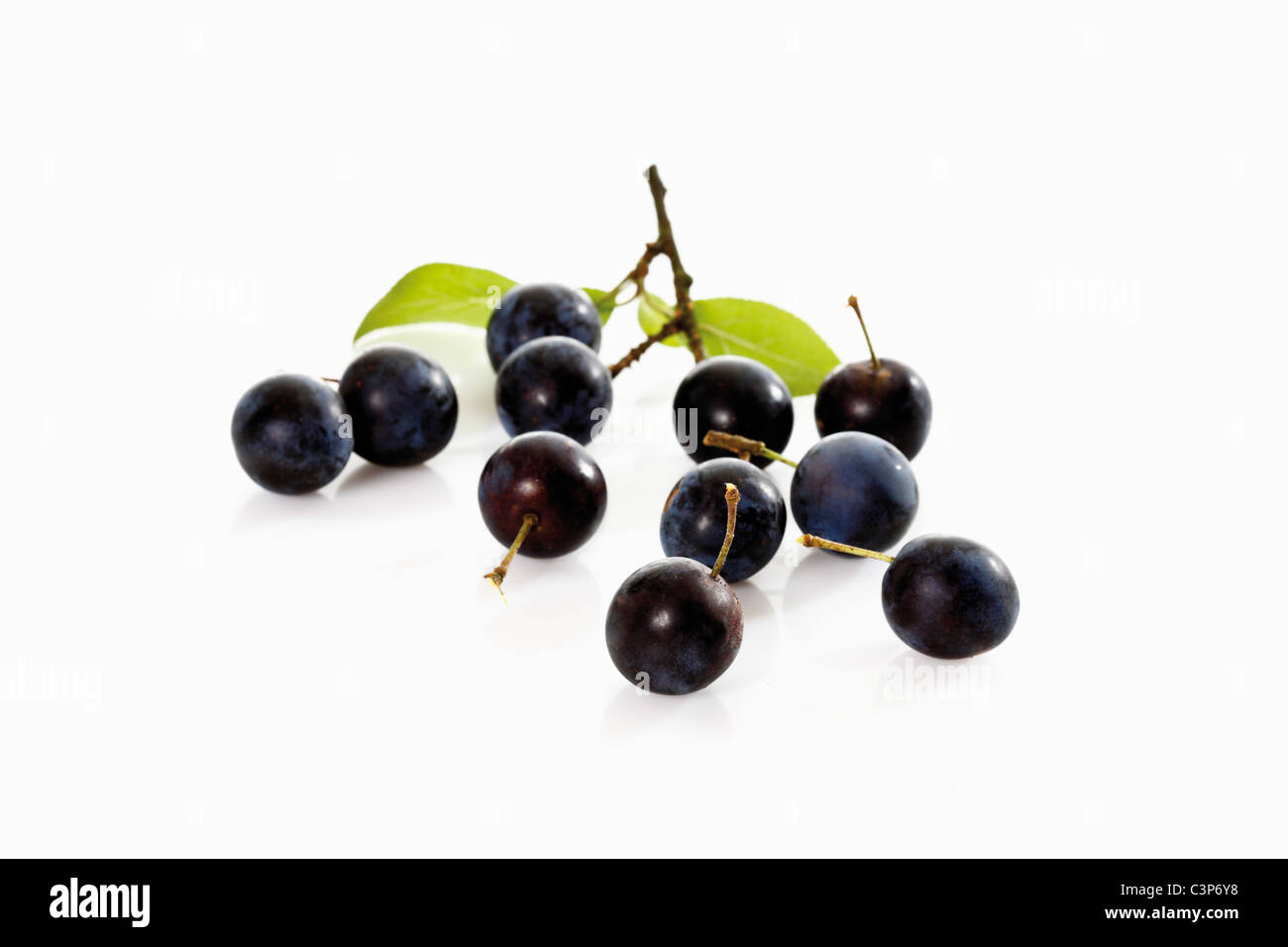 Blackthorn fruits (Prunus spinosa) Stock Photo