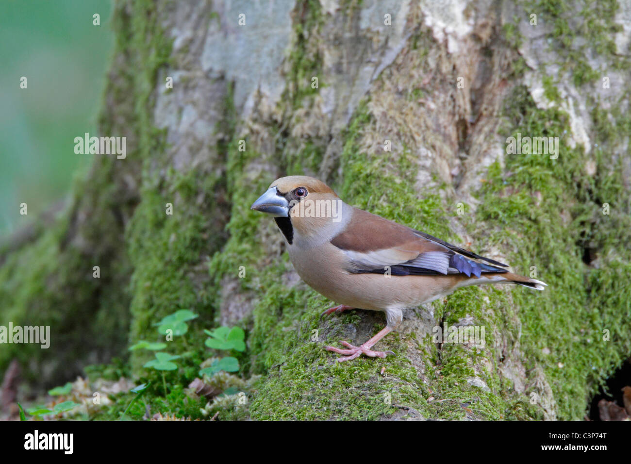 Female Hawfinch On Hornbeam Tree Hi Res Stock Photography And Images