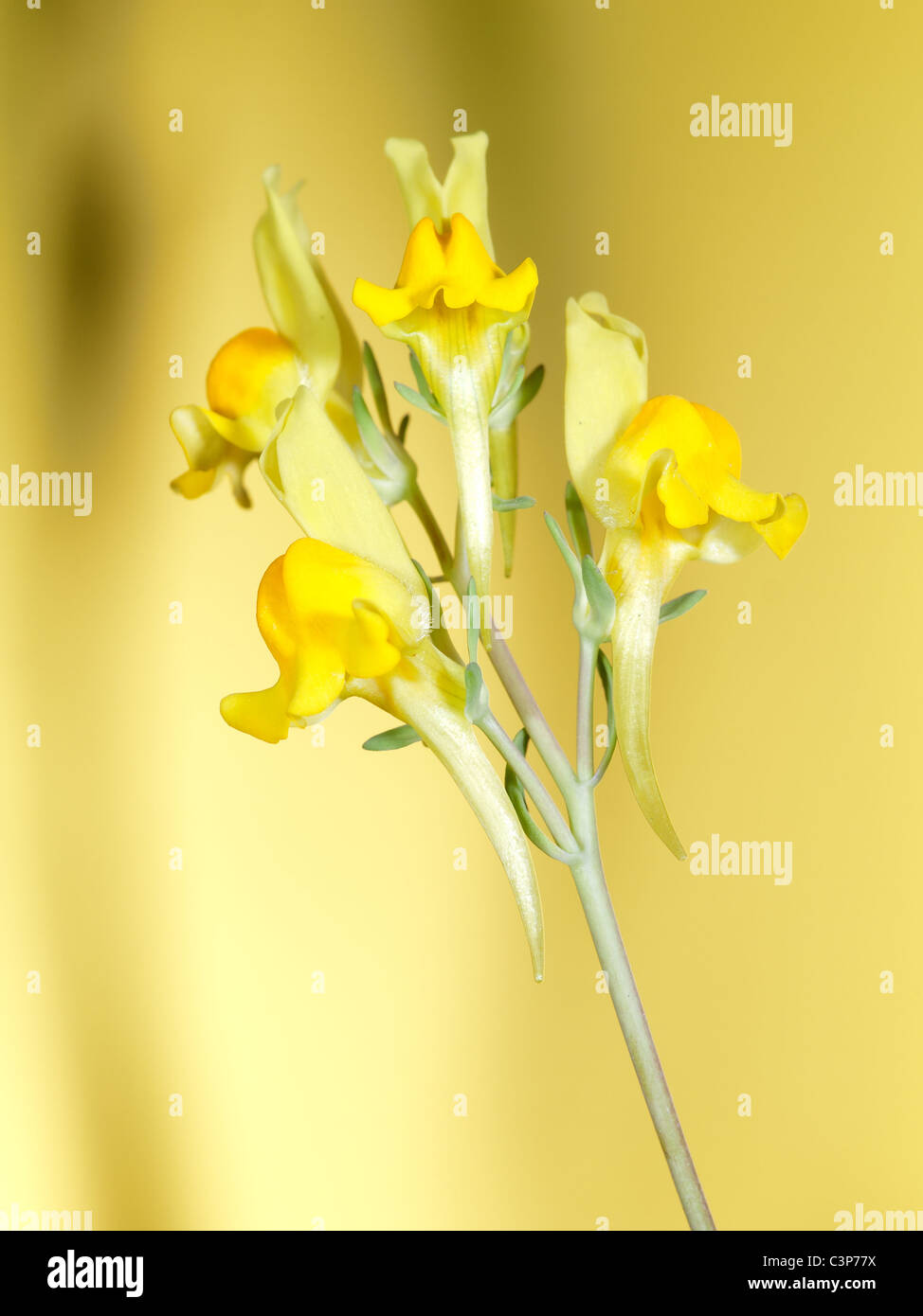 Snapdragon, Linaria propinqua, toadflax vertical portrait of flowers with nice out of focus background. Stock Photo