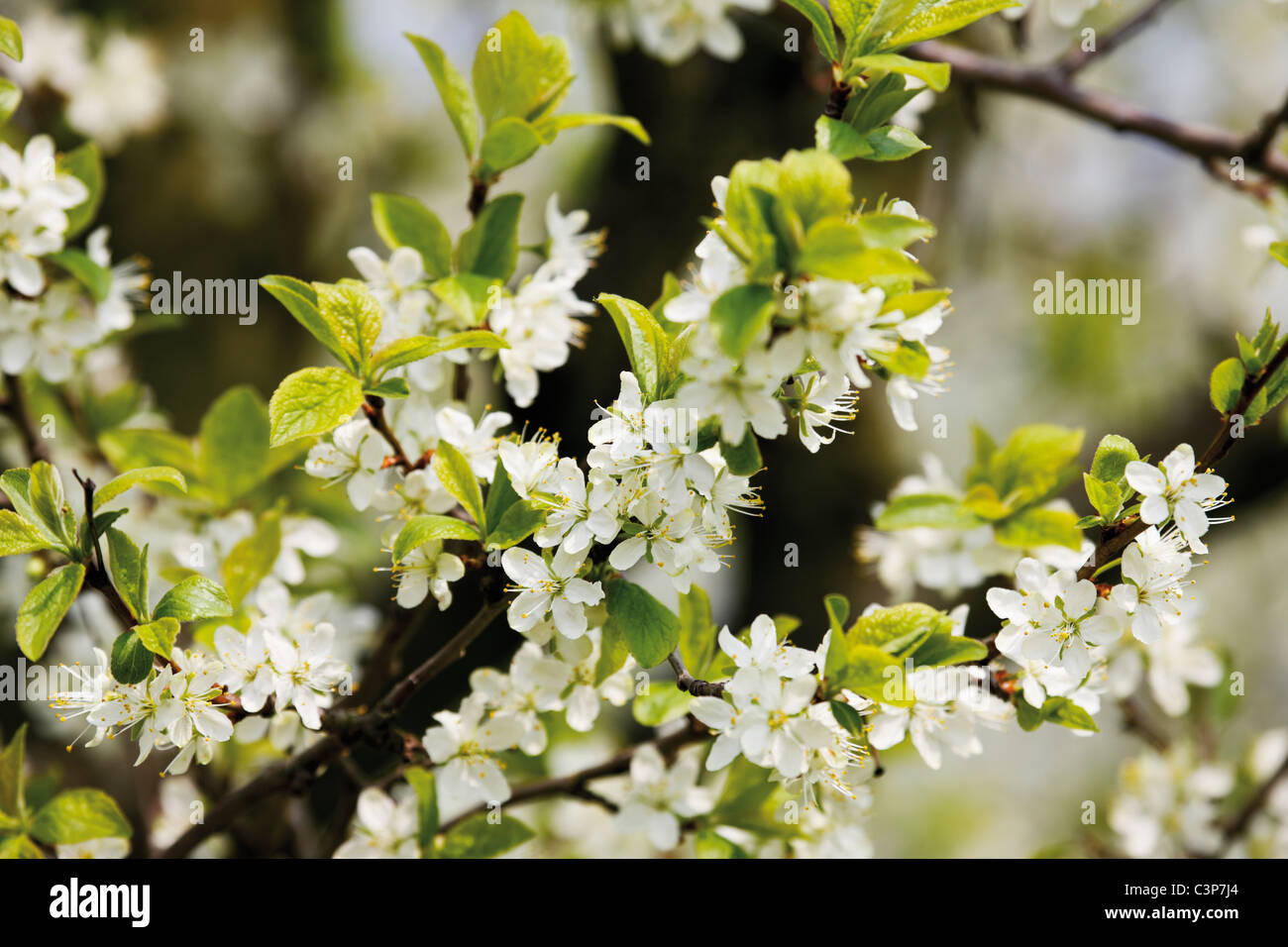 Germany, Flowering plum tree Stock Photo Alamy
