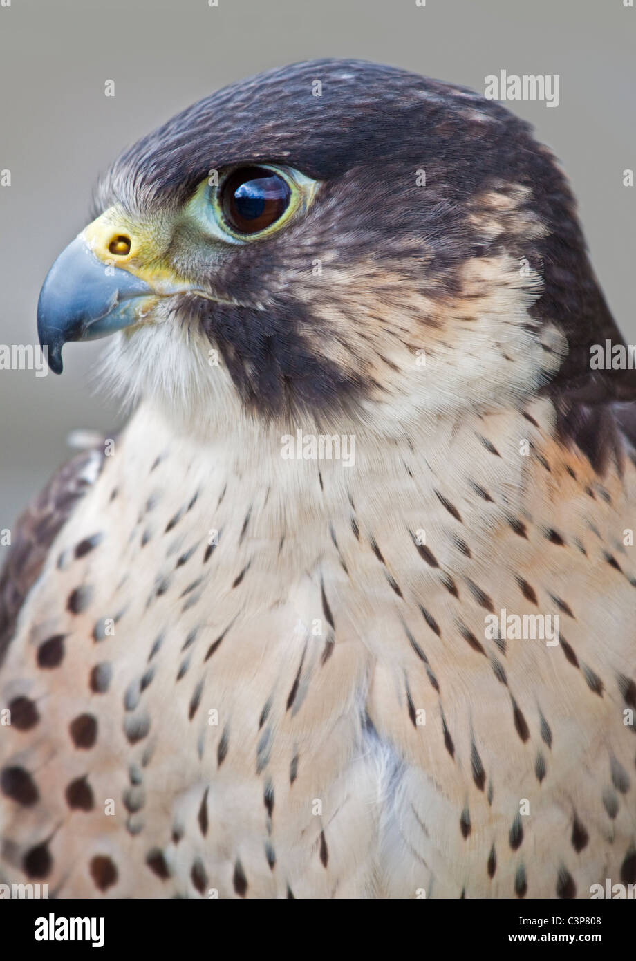 Peregrine-Saker Falcon (falco peregrinus/cherrug) Stock Photo
