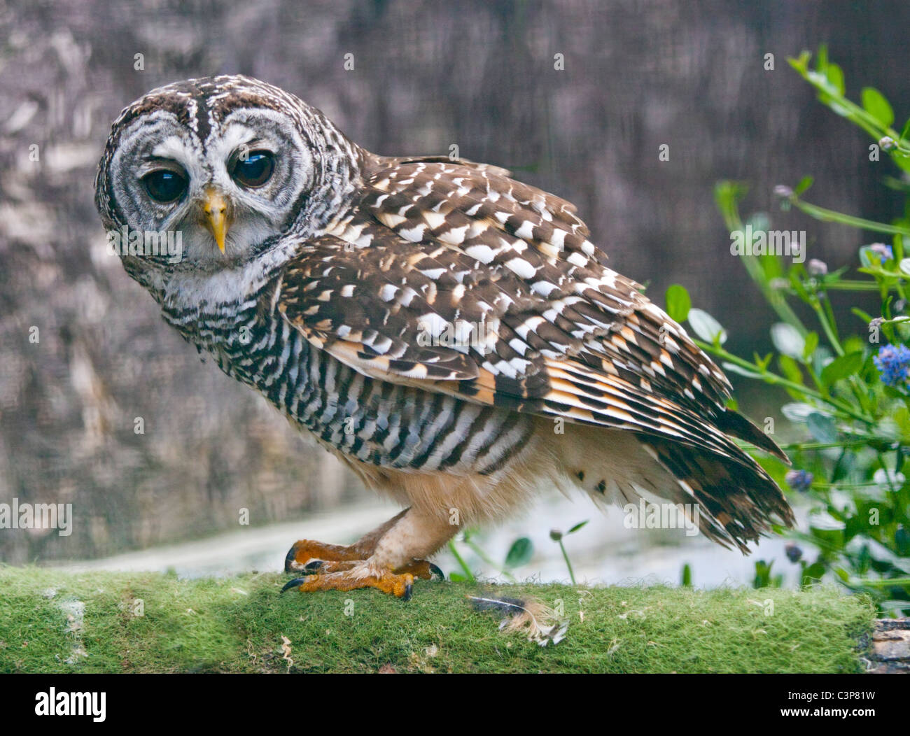 Chaco Owl (strix chacoensis) Stock Photo