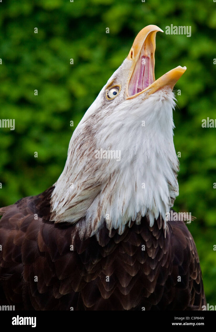 Alaskan Bald Eagle (haliaeetus leucocephalus) Stock Photo