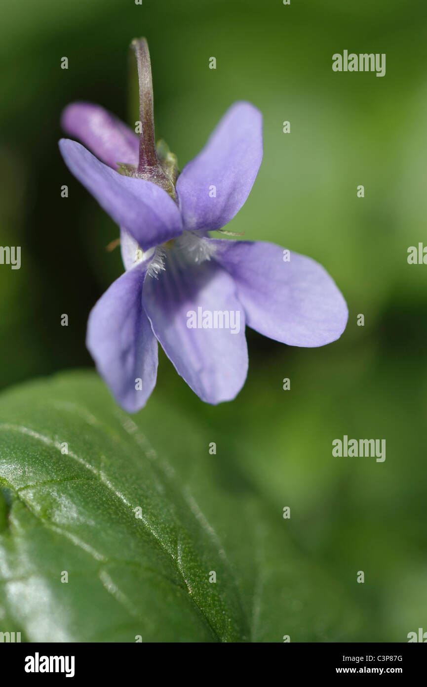 Germany, Violet (Viola canina), close-up Stock Photo